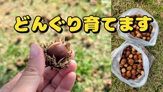 Collecting acorns for forests - My group's past forest activities and future plans