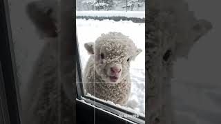 Adorable Sheep Playing in the Snow! ❄️🐑 #CuteSheep #SnowyDay #WinterVibes #SheepInSnow