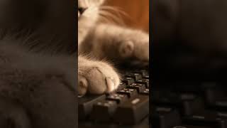 ねこ編集者がカチカチ執筆#CatASMR #KeyboardASMR #asmrtyping #catasmr #mechanicalkeyboard#OddlySatisfying #Shorts