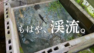 生簀に流れを作って渓流を再現してみた。