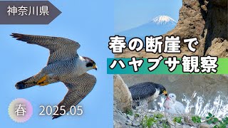 【野鳥観察】ハヤブサの飛翔とクロサギたち｜春の断崖で猛禽類