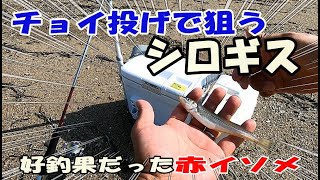 チョイ投げでキス釣り！ライトタックルだから引きが最高におもしろい！