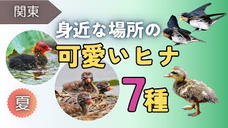 【野鳥観察】身近な場所の可愛いヒナ(幼鳥)７種｜夏の草地・水辺