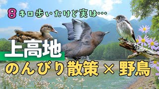 【野鳥観察】8キロ歩いて出会ったカワガラスなどの鳥たち｜秋のはじめの上高地