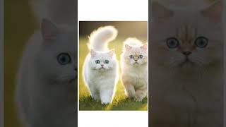 #DreamScreenAI #funny #cute #cat #kitten #cutecat #shotfeed #viral #tranding #cutecates
