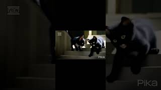 The video of two kittens playing 3  #cat #cats #shorts  #shortsvideo #cute #catlovers #catvideos