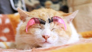 成人の日　うずまきLIVE配信？　放置？　朝まで？　2026年1月12日