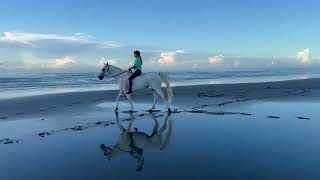 LUNA the White Horse　白馬のルナ