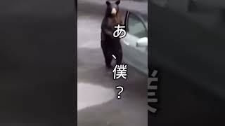 優しいくまさん#くま#かわいい #面白い#賢い