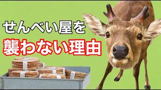 奈良の鹿がせんべい屋を襲わない理由