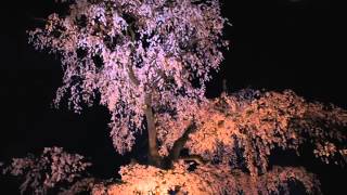 月宴(つきげ)～源氏物語・朧月夜との出逢い～／オリジナル