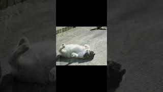 neko story3 #shots #shortvideo #cats #neko #cat #猫のいる暮らし #猫 #photostory #猫好きさんと繋がりたい #ねこ #猫動画 #cat