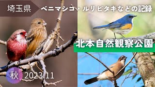 【野鳥観察】秋冬の探鳥とルリビタキやベニマシコなどの記録｜北本自然観察公園