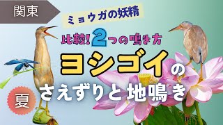 【野鳥観察】ミョウガの妖精ヨシゴイ！2種類の鳴き声とバンたちの縄張り争い｜夏の水辺ハス沼