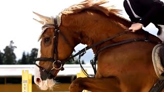 【Tales of Horses】Show Jumping Equestrian　障害馬術