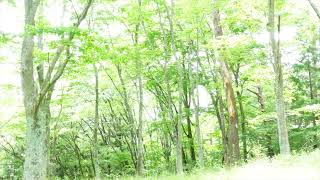 【自然音BGM】６月の森 　梅雨の合間　鳥の声　羽虫