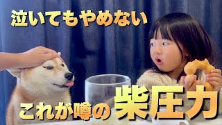 娘が大切にしているばぁばから貰った人形を奪い、泣いても狙い続ける柴犬