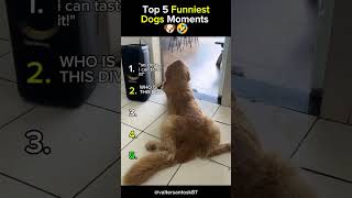 Top 5 Funniest Dogs Moments 🐶🤣 | #funny #ytshorts #shorts #funniestdogs #funnydogs #dogs