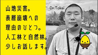 表層崩壊の理由の一つ〜自然林4層構造がもたらす効果〜林学博士🌳武井先生と森を歩きながら〜千葉県君津市より