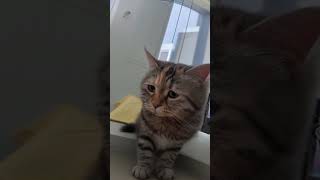 猫ミームをAI で拡大したらこうなった#猫ミーム #ねこミーム #shots #拡大