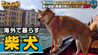 【250万回再生突破！】ヨーロッパで日本犬が大人気？いったい何故？イタリア＆スペインで日本犬事情を大調査！