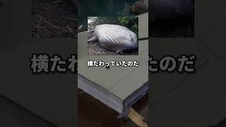 アマゾンの密林で「謎のクジラ」が発見されたミステリー事件