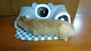 ルナ9か月・ルカ3か月