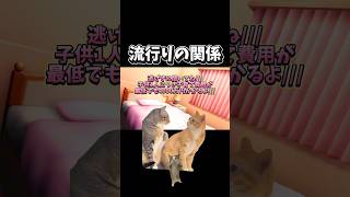 【猫ミーム】流行りの関係