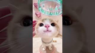 Cute cat, meow~ #cat #cutecat #meow #mypet #cutepets #meowing #meme #kawaii #viralshorts #orangecat