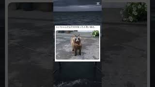 ほんまに犬！？？#犬 #可愛い#面白い