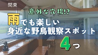 【野鳥観察】雨の日でも！気軽に楽しめる野鳥観察スポット4つ